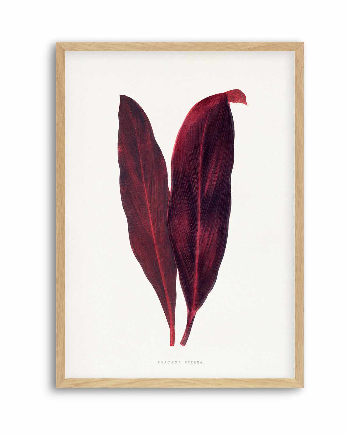 Pink Dracaena Ferrea Leaf Illustration By Les Plantes a | Art Print from Olive et Oriel where you can shop wallpaper and artworks online