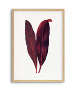 Pink Dracaena Ferrea Leaf Illustration By Les Plantes a | Art Print