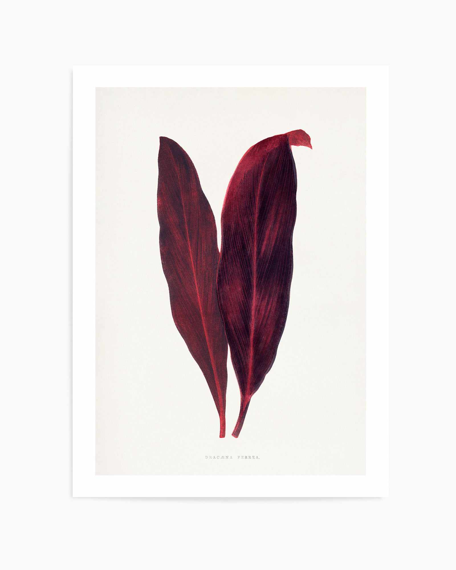 Pink Dracaena Ferrea Leaf Illustration By Les Plantes a | Art Print from Olive et Oriel where you can shop wallpaper and artworks online