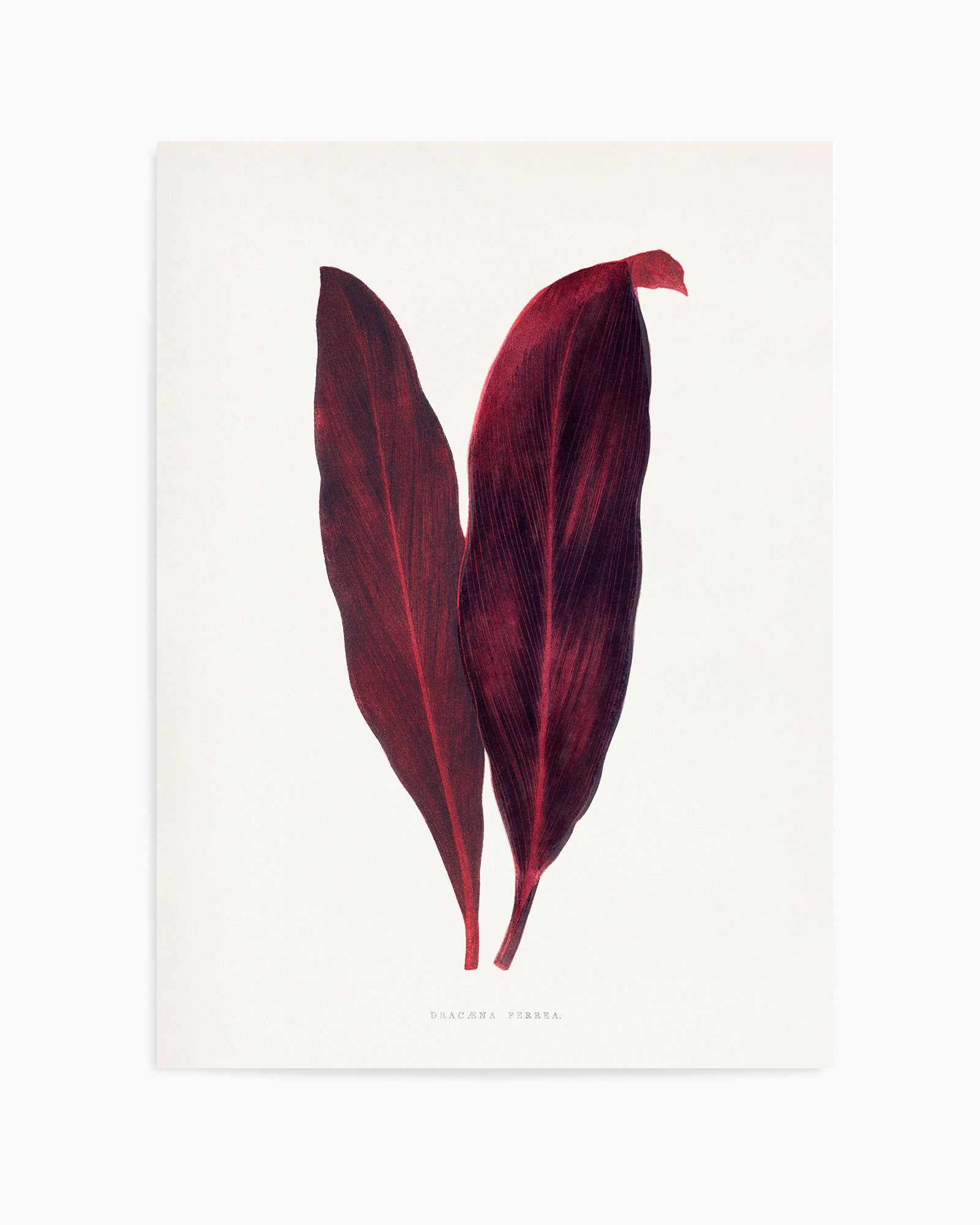 Pink Dracaena Ferrea Leaf Illustration By Les Plantes a | Art Print from Olive et Oriel where you can shop wallpaper and artworks online