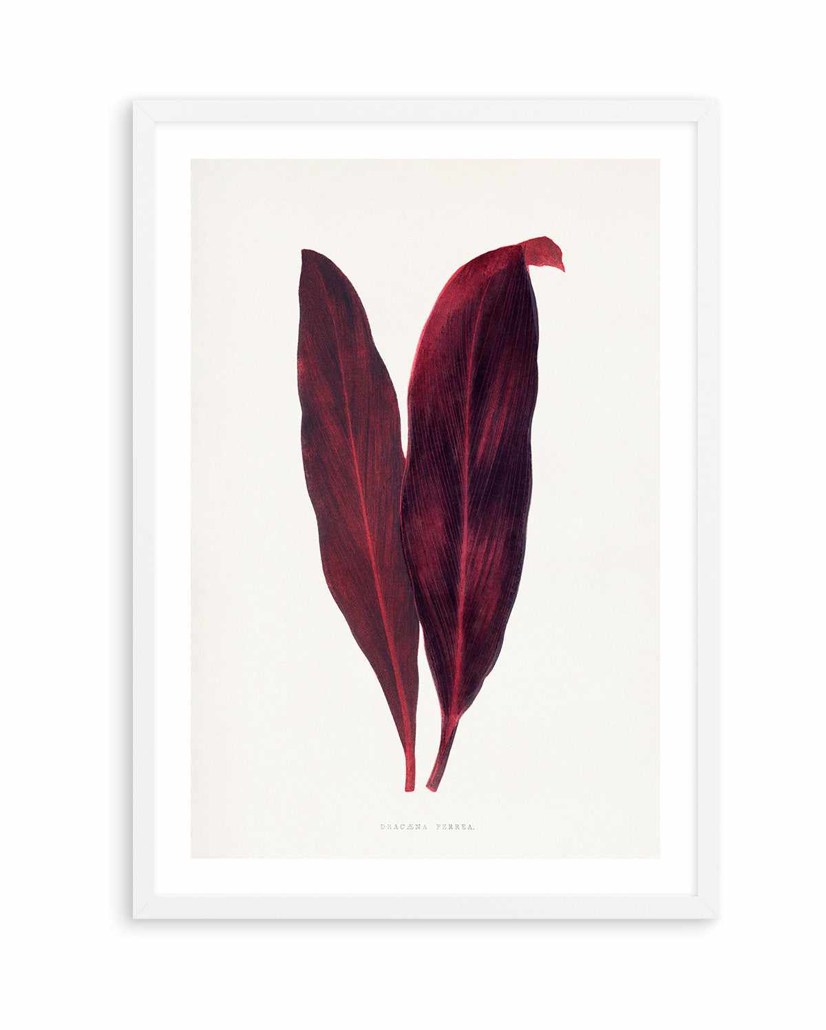 Pink Dracaena Ferrea Leaf Illustration By Les Plantes a | Art Print from Olive et Oriel where you can shop wallpaper and artworks online