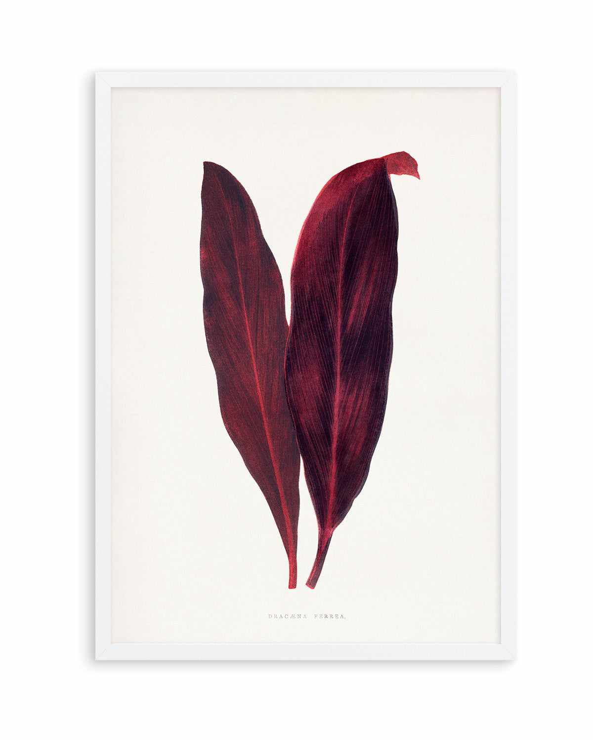 Pink Dracaena Ferrea Leaf Illustration By Les Plantes a | Art Print from Olive et Oriel where you can shop wallpaper and artworks online