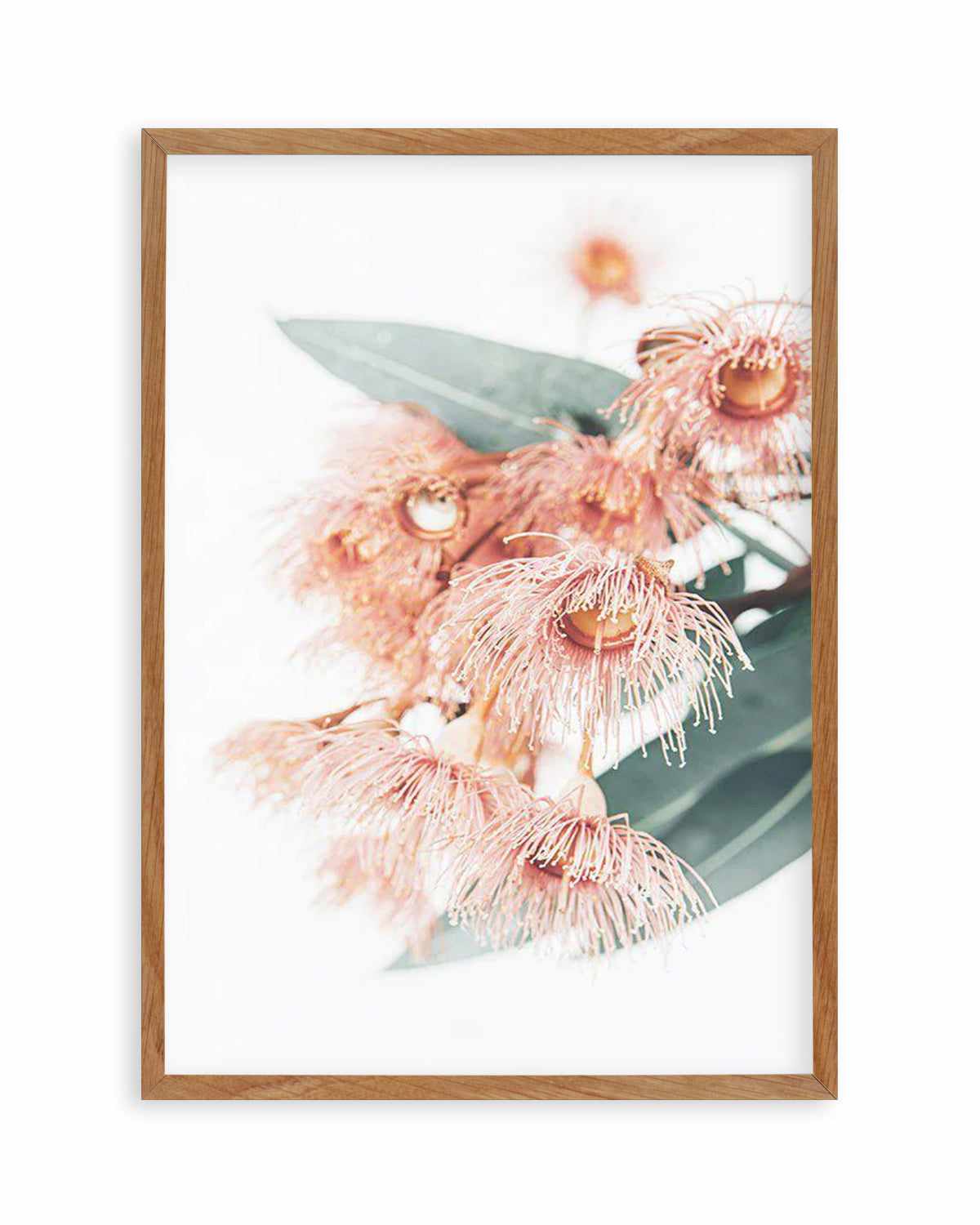 Pink Eucalyptus Art Print