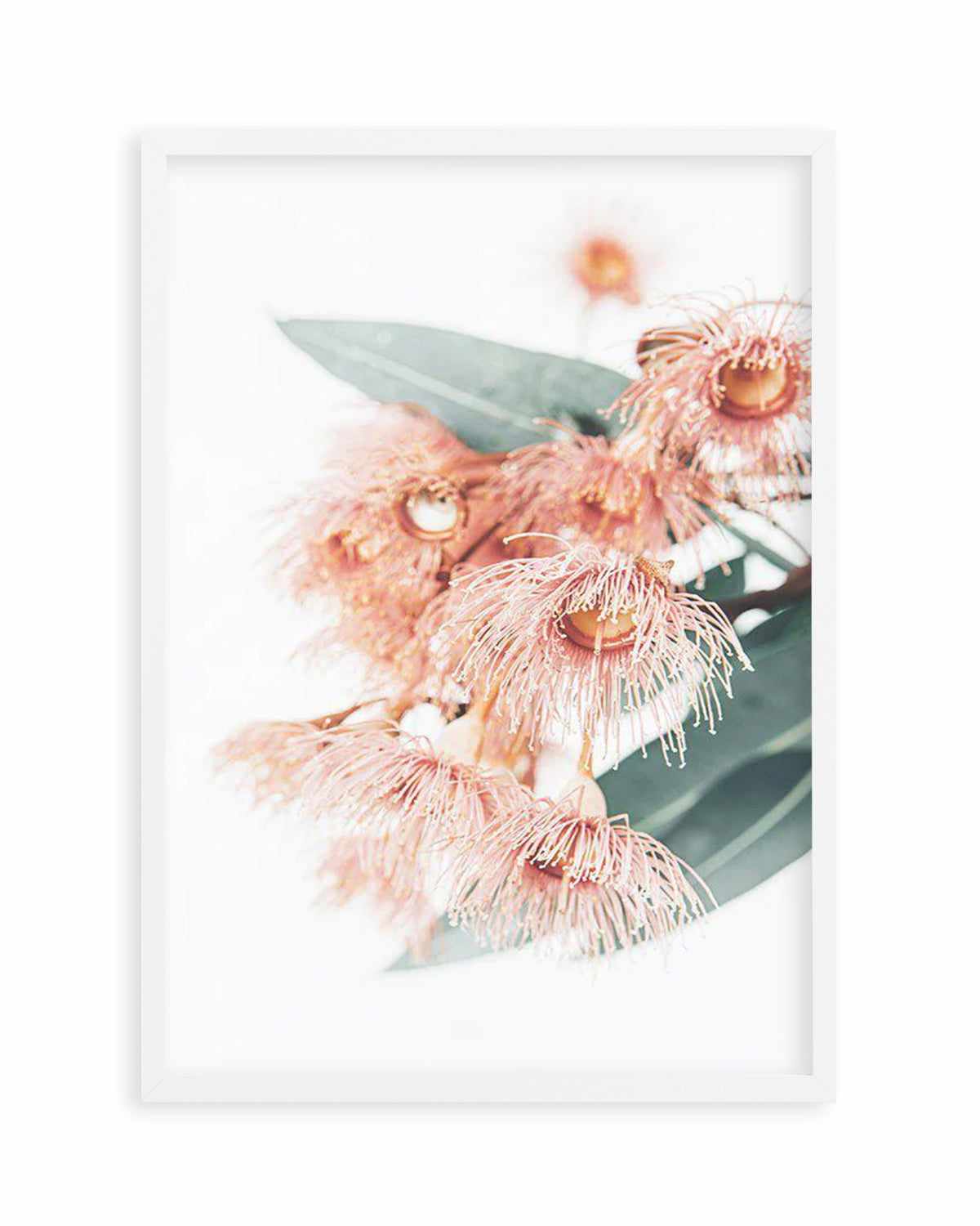 Pink Eucalyptus Art Print