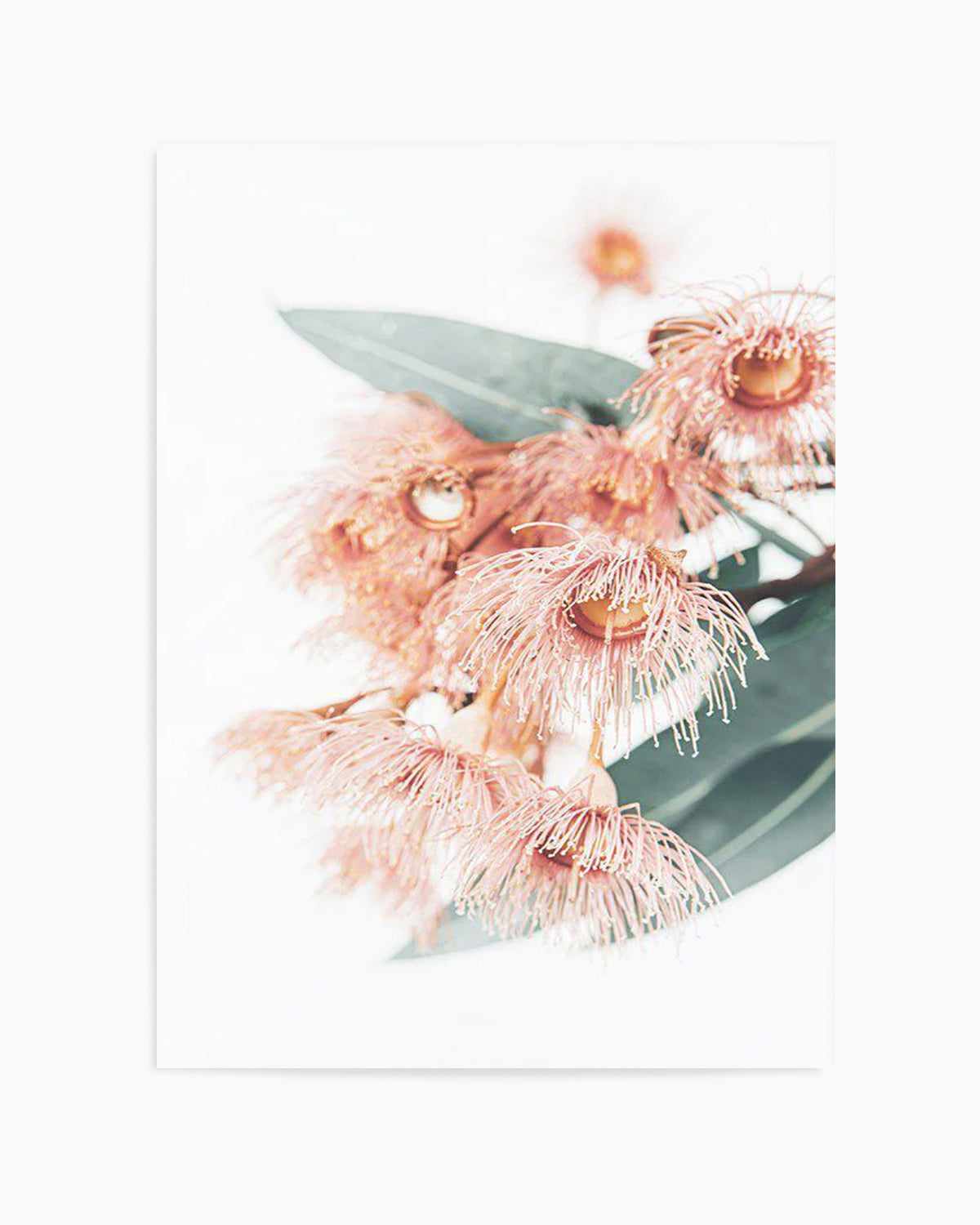 Pink Eucalyptus Art Print