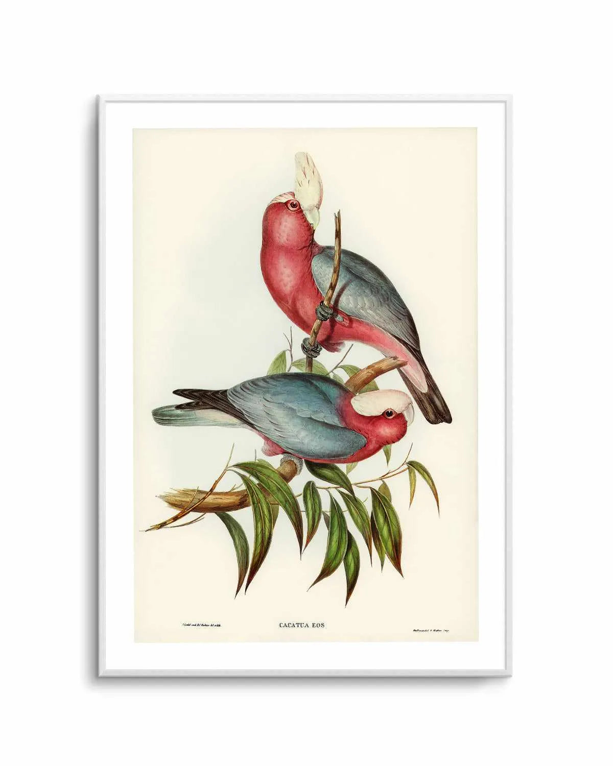 Pink Gallah Vintage Australian Bird Illustration Art Print from Olive et Oriel where you can shop wallpaper and artworks online