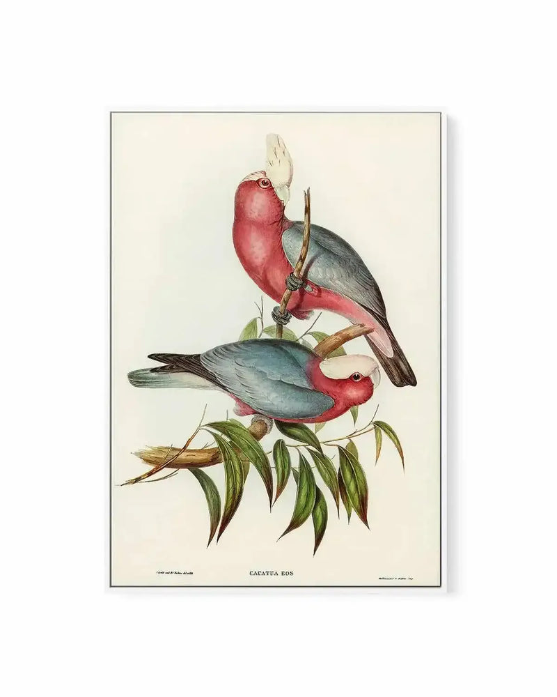 Pink Gallah Vintage Australian Bird Illustration | Framed Canvas Art Print from Olive et Oriel where you can shop wallpaper and artworks online