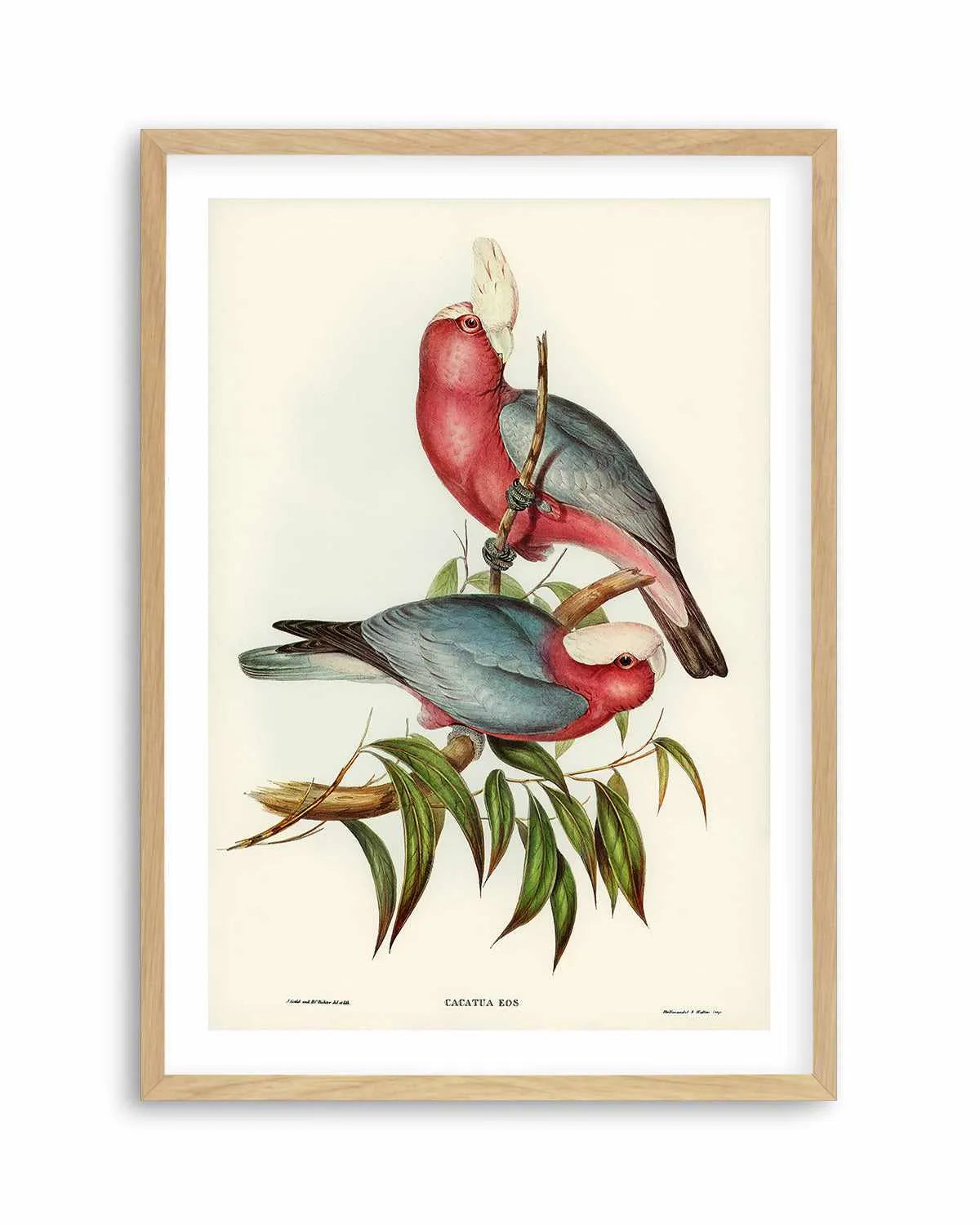 Pink Gallah Vintage Australian Bird Illustration Art Print from Olive et Oriel where you can shop wallpaper and artworks online
