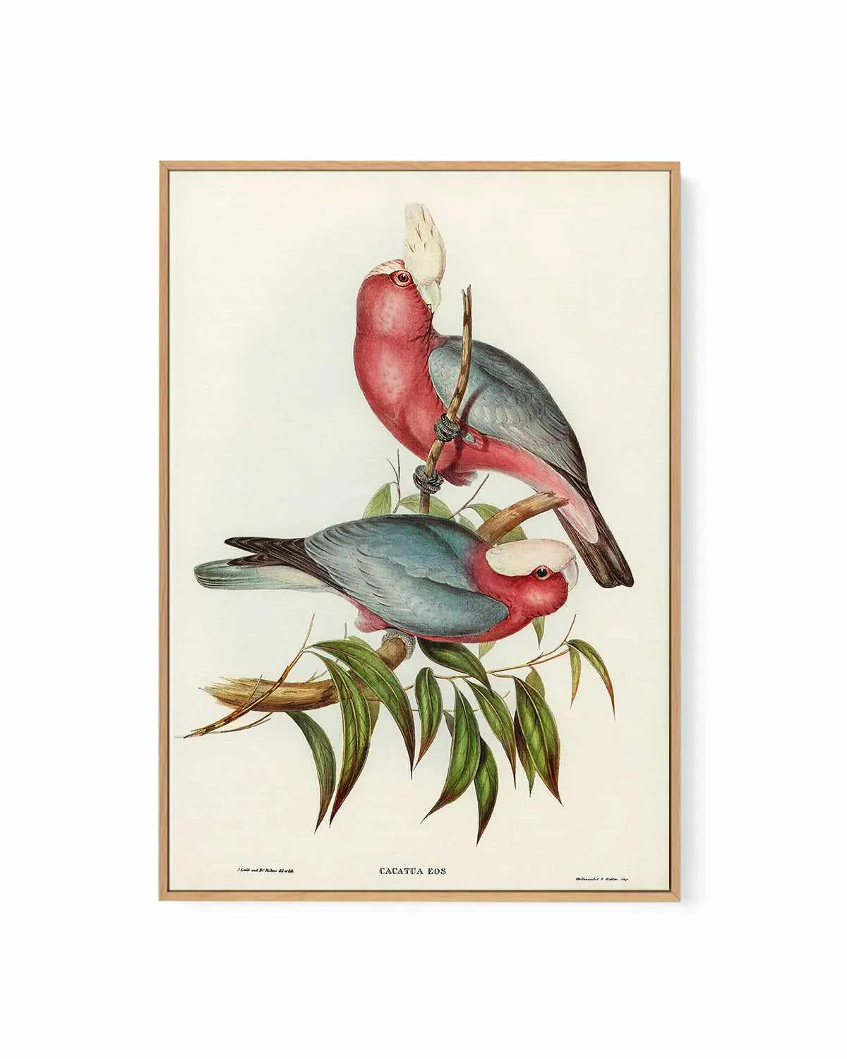 Pink Gallah Vintage Australian Bird Illustration | Framed Canvas Art Print from Olive et Oriel where you can shop wallpaper and artworks online