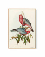 Pink Gallah Vintage Australian Bird Illustration | Framed Canvas Art Print