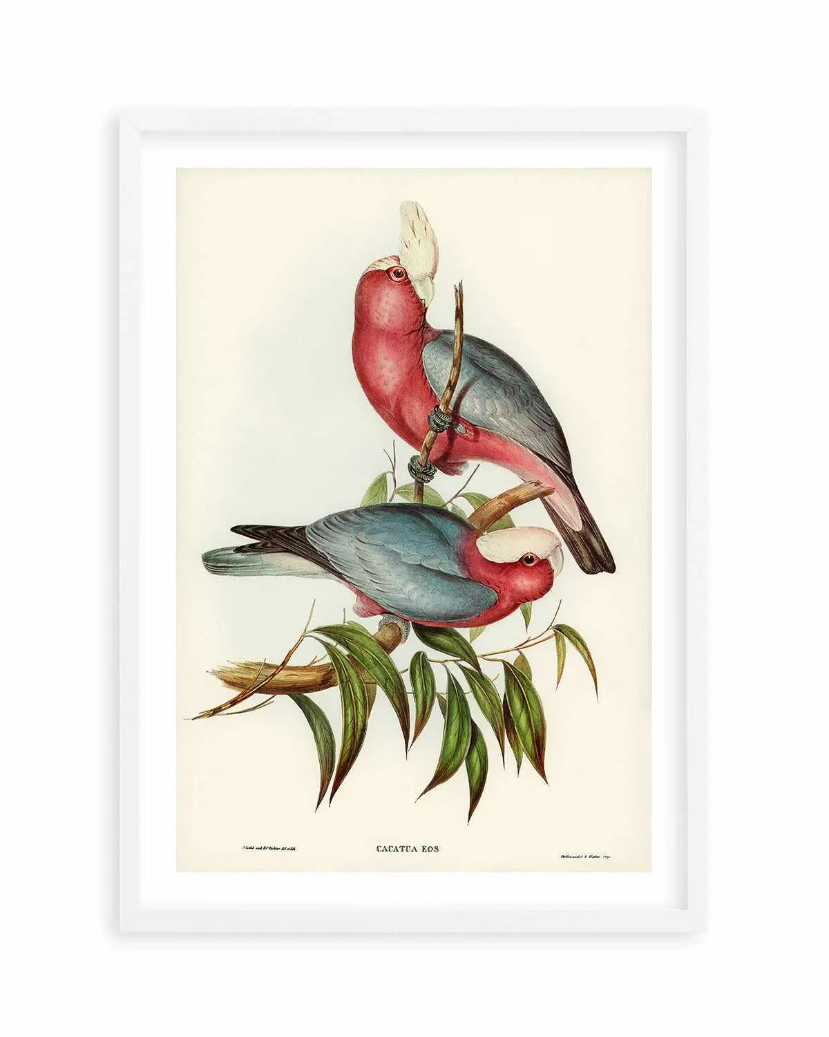 Pink Gallah Vintage Australian Bird Illustration Art Print from Olive et Oriel where you can shop wallpaper and artworks online