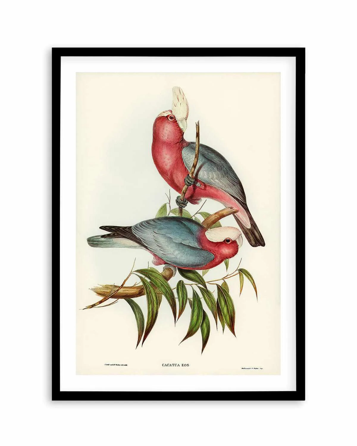 Pink Gallah Vintage Australian Bird Illustration Art Print from Olive et Oriel where you can shop wallpaper and artworks online