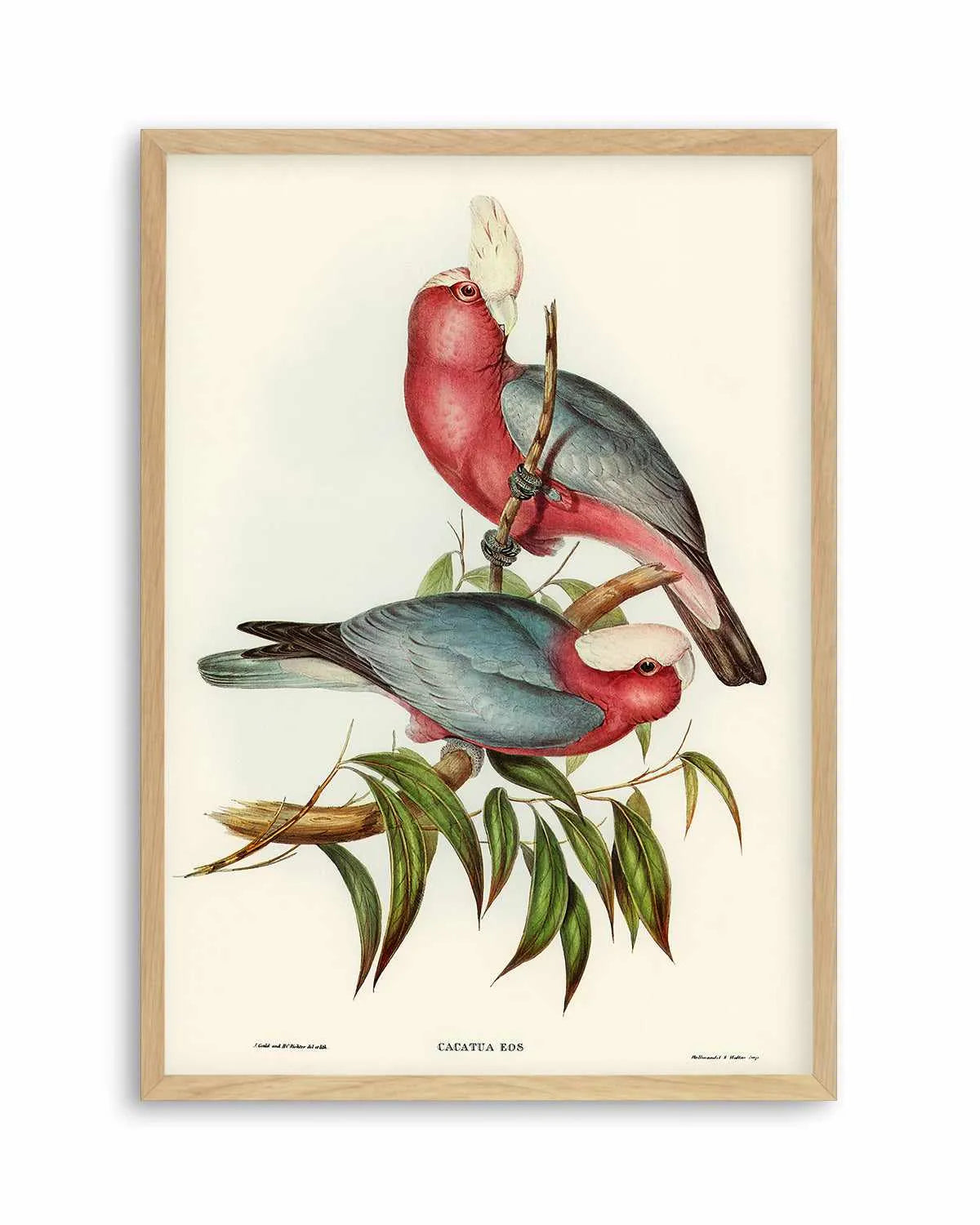 Pink Gallah Vintage Australian Bird Illustration Art Print from Olive et Oriel where you can shop wallpaper and artworks online