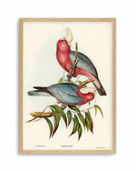 Pink Gallah Vintage Australian Bird Illustration Art Print
