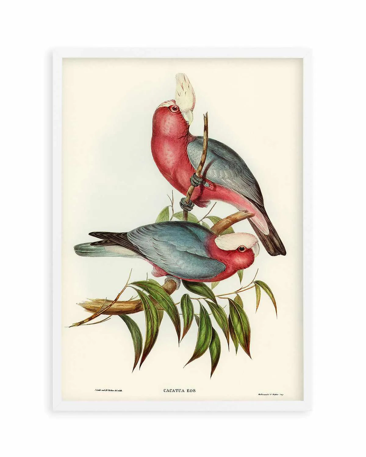 Pink Gallah Vintage Australian Bird Illustration Art Print from Olive et Oriel where you can shop wallpaper and artworks online