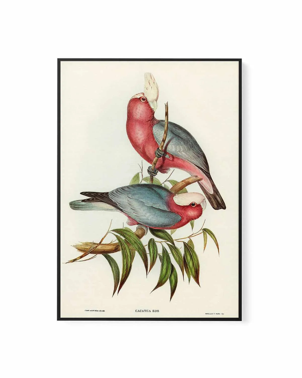 Pink Gallah Vintage Australian Bird Illustration | Framed Canvas Art Print from Olive et Oriel where you can shop wallpaper and artworks online