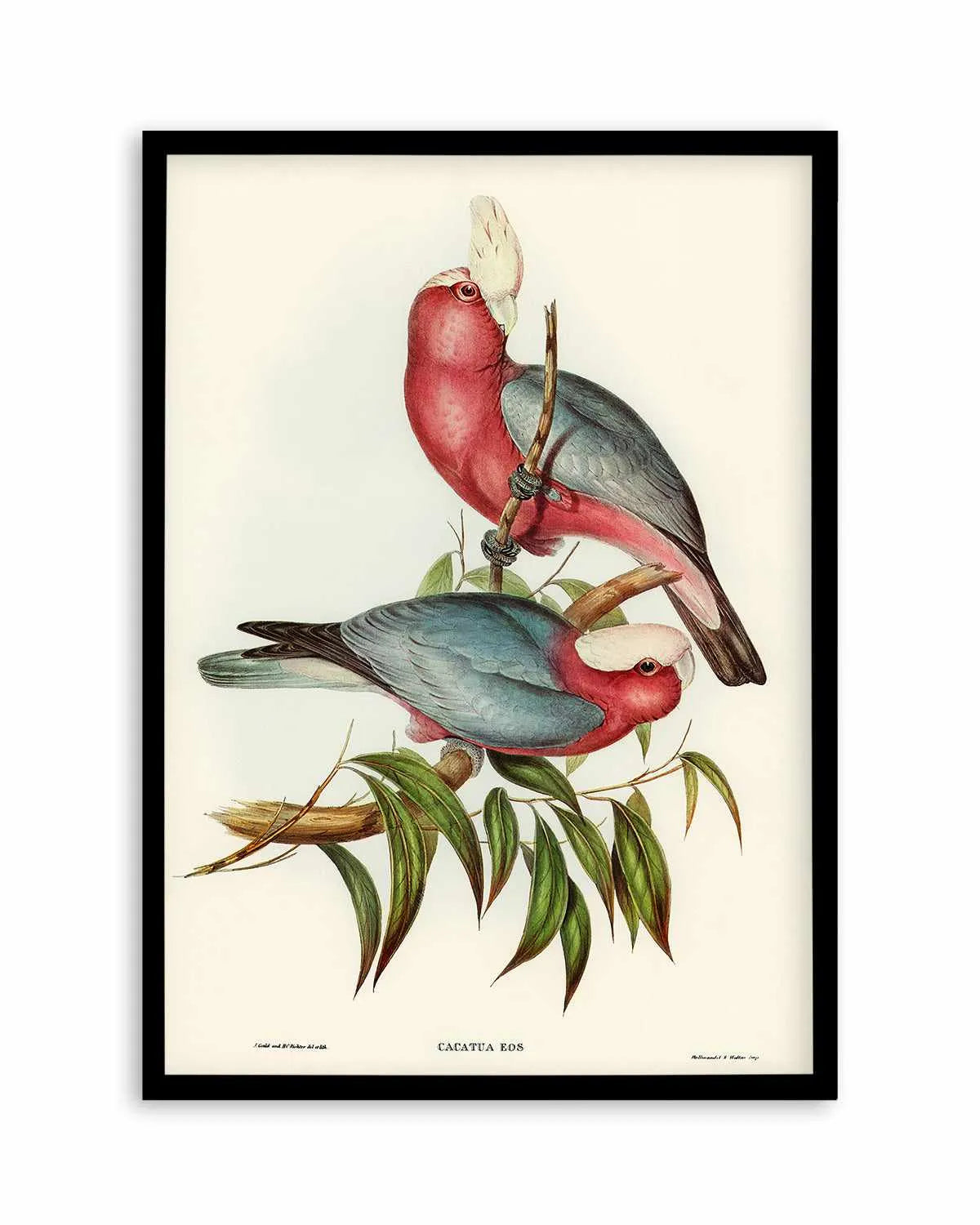 Pink Gallah Vintage Australian Bird Illustration Art Print from Olive et Oriel where you can shop wallpaper and artworks online