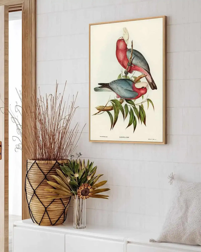 Pink Gallah Vintage Australian Bird Illustration | Framed Canvas Art Print from Olive et Oriel where you can shop wallpaper and artworks online