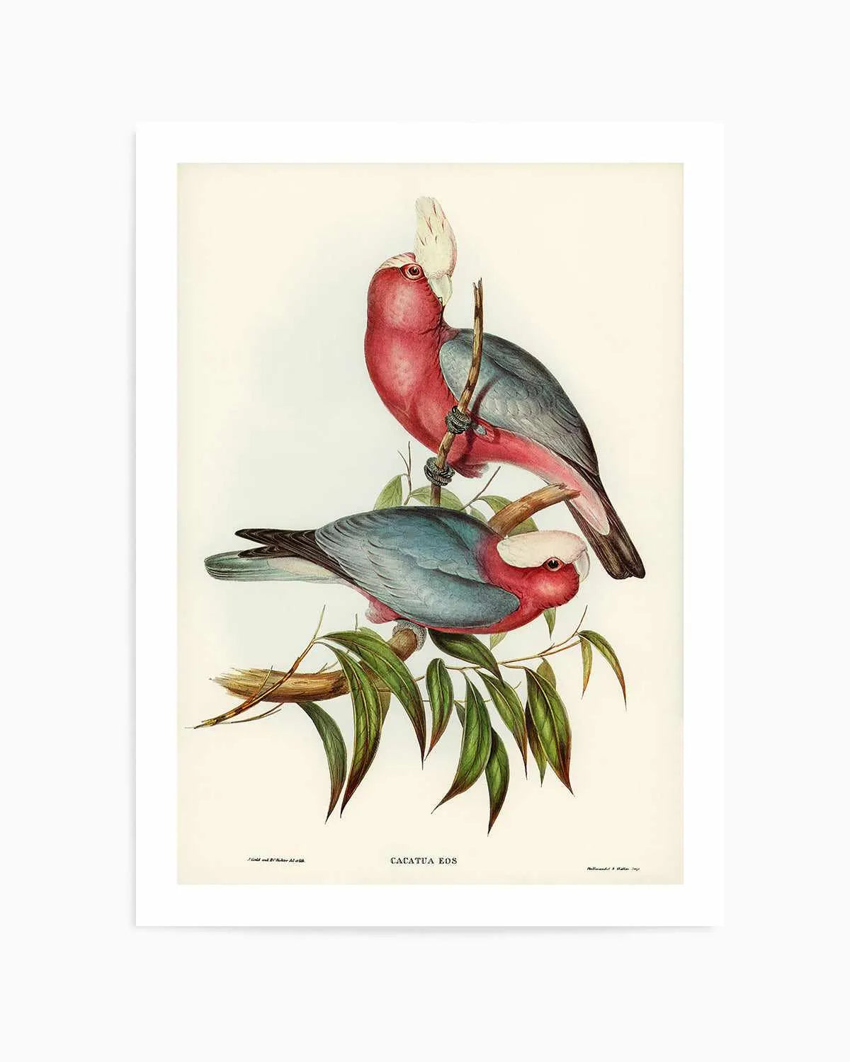 Pink Gallah Vintage Australian Bird Illustration Art Print from Olive et Oriel where you can shop wallpaper and artworks online