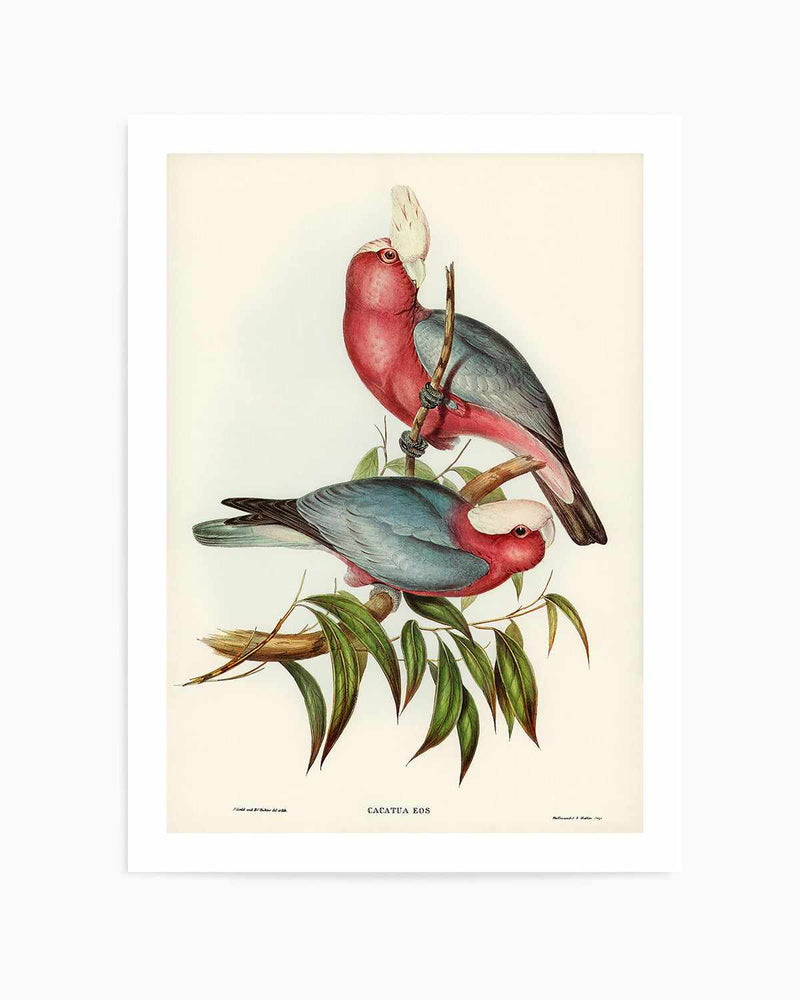 Pink Gallah Vintage Australian Bird Illustration Art Print