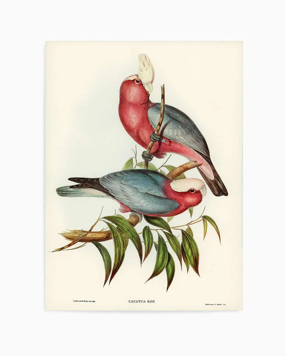 Pink Gallah Vintage Australian Bird Illustration Art Print from Olive et Oriel where you can shop wallpaper and artworks online