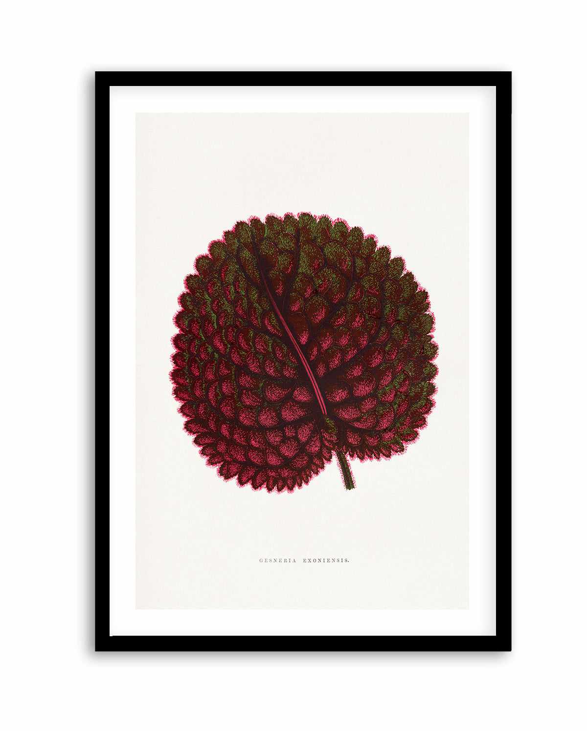 Pink Gesneria Exoniensis Leaf Illustration By Les Plantes a | Art Print from Olive et Oriel where you can shop wallpaper and artworks online