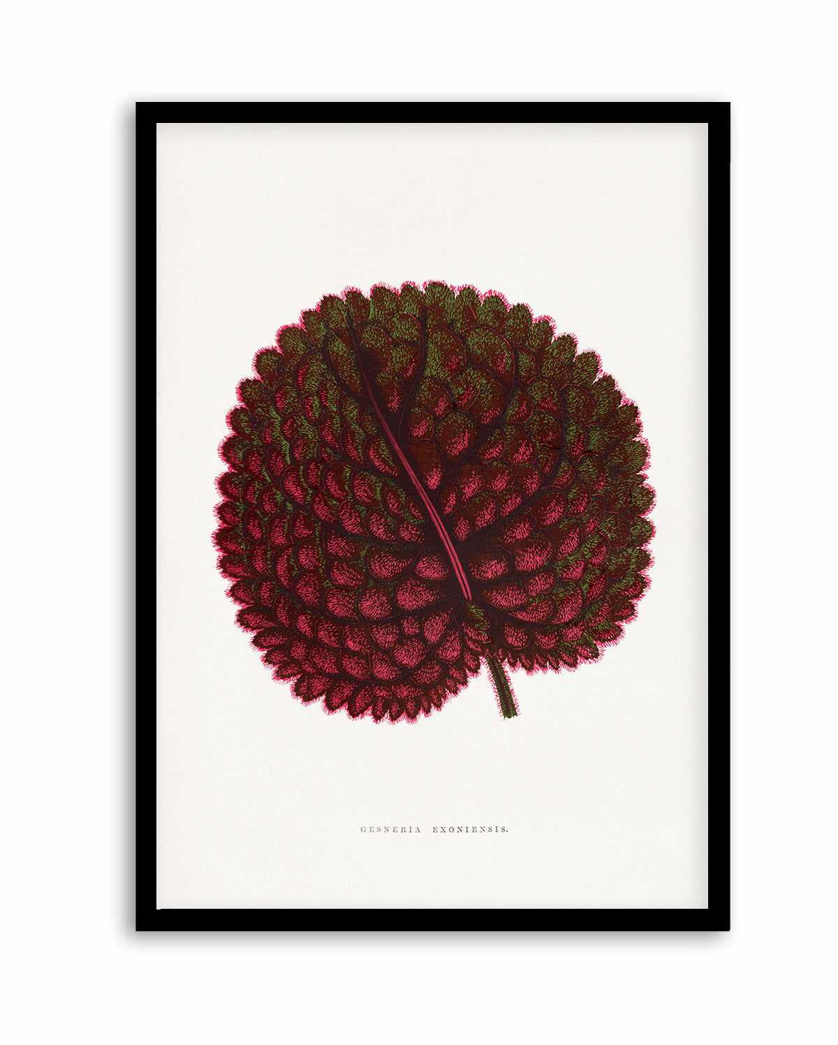 Pink Gesneria Exoniensis Leaf Illustration By Les Plantes a | Art Print from Olive et Oriel where you can shop wallpaper and artworks online