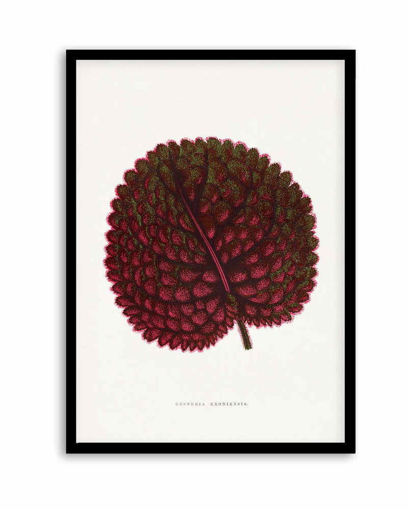 Pink Gesneria Exoniensis Leaf Illustration By Les Plantes a | Art Print