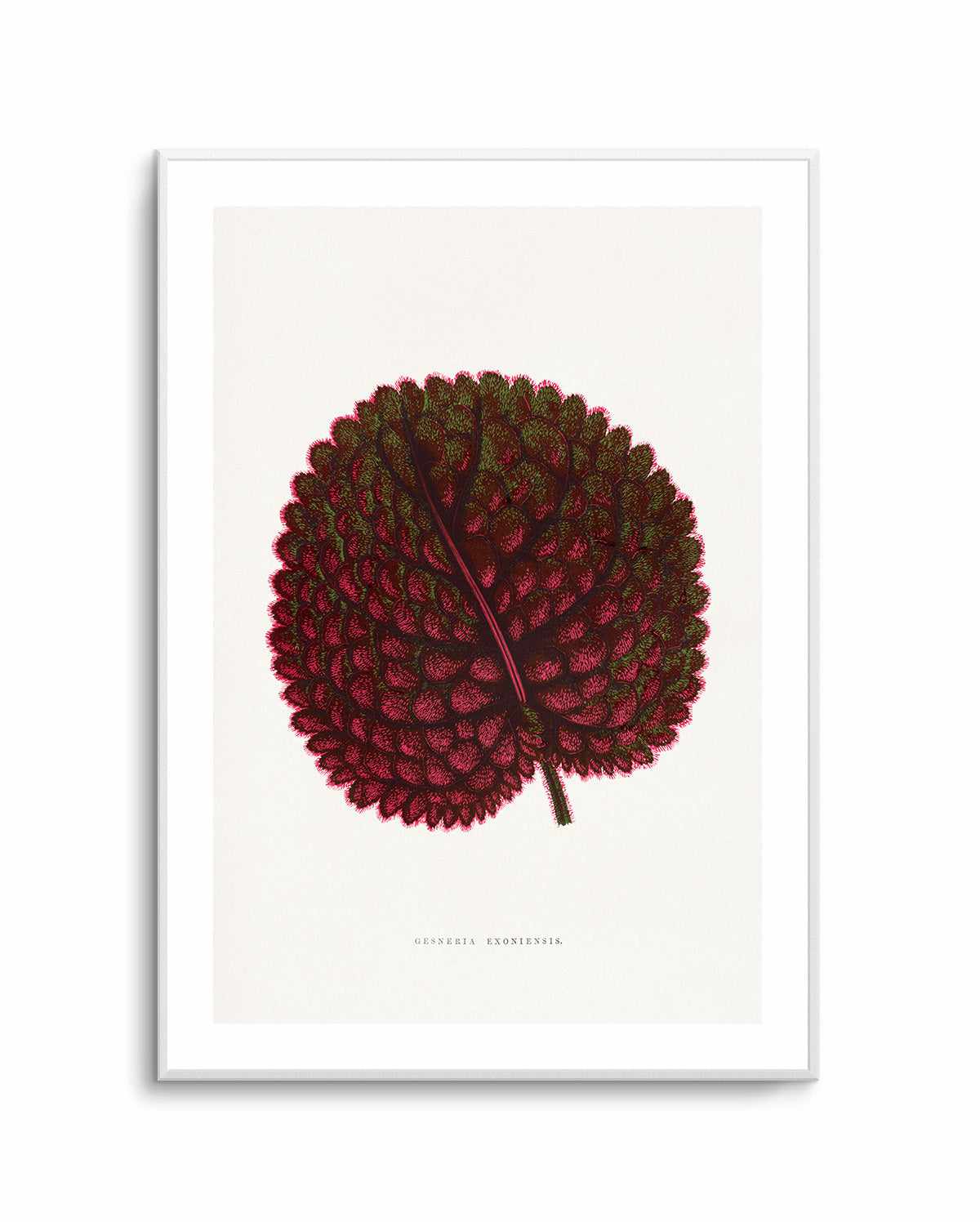 Pink Gesneria Exoniensis Leaf Illustration By Les Plantes a | Art Print from Olive et Oriel where you can shop wallpaper and artworks online