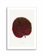 Pink Gesneria Exoniensis Leaf Illustration By Les Plantes a | Art Print