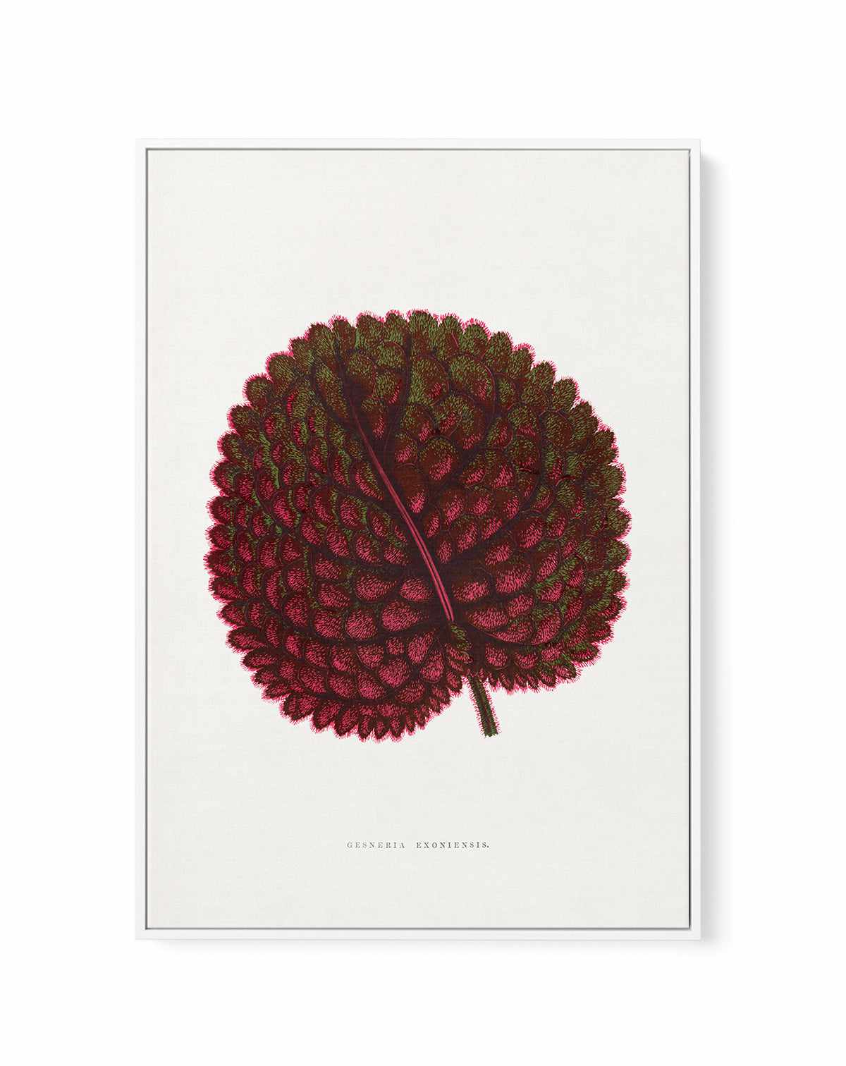 Pink Gesneria Exoniensis Leaf Illustration By Les Plantes a | Framed Canvas Art Print