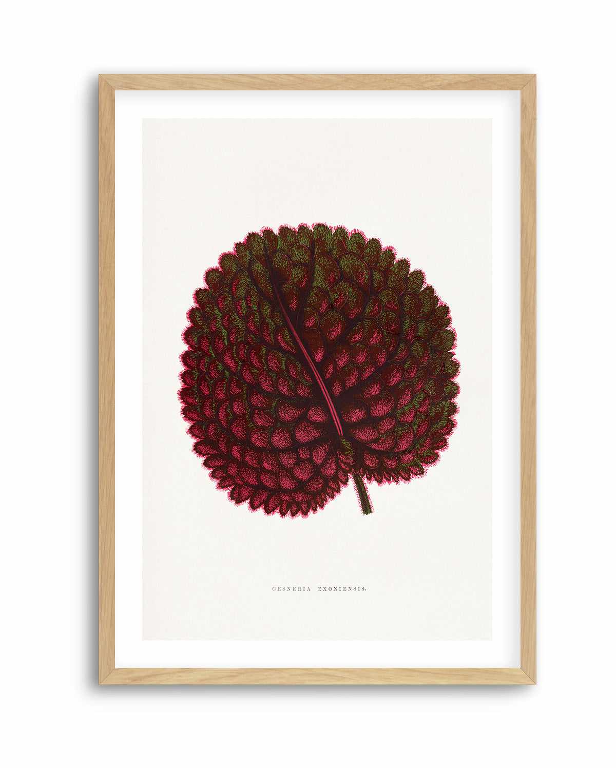 Pink Gesneria Exoniensis Leaf Illustration By Les Plantes a | Art Print from Olive et Oriel where you can shop wallpaper and artworks online