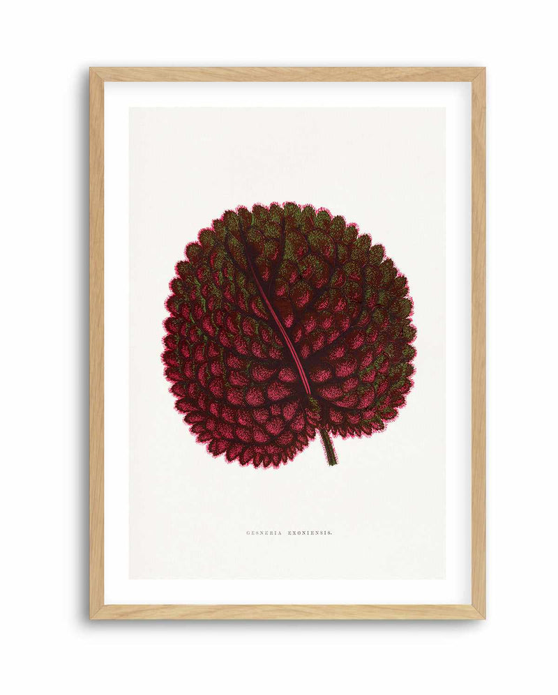 Pink Gesneria Exoniensis Leaf Illustration By Les Plantes a | Art Print