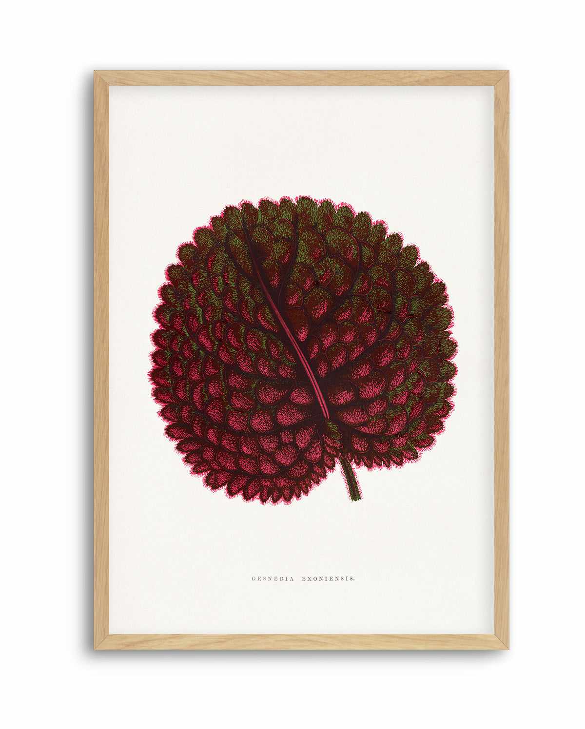 Pink Gesneria Exoniensis Leaf Illustration By Les Plantes a | Art Print from Olive et Oriel where you can shop wallpaper and artworks online