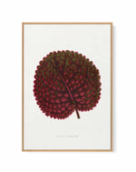 Pink Gesneria Exoniensis Leaf Illustration By Les Plantes a | Framed Canvas Art Print