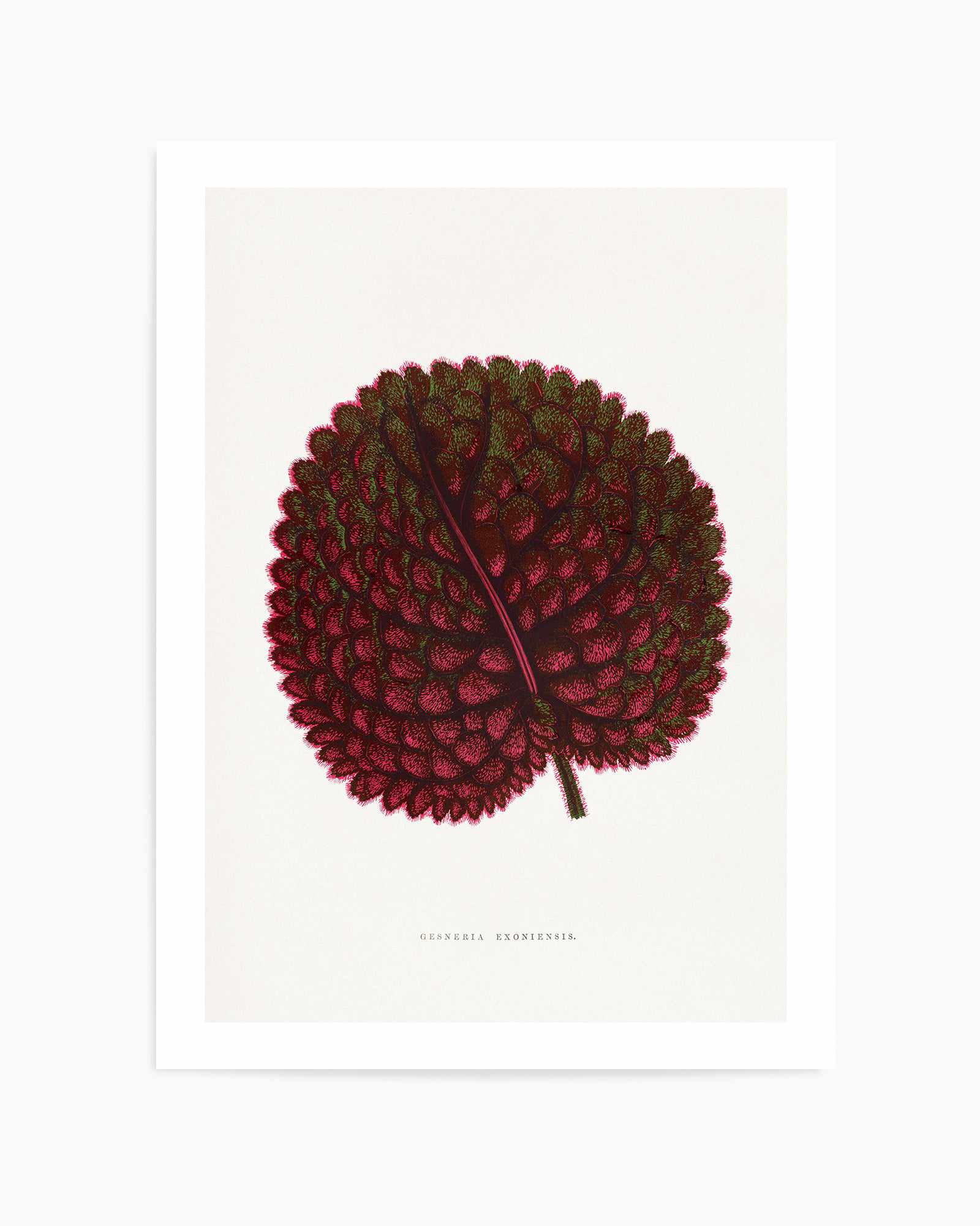 Pink Gesneria Exoniensis Leaf Illustration By Les Plantes a | Art Print from Olive et Oriel where you can shop wallpaper and artworks online