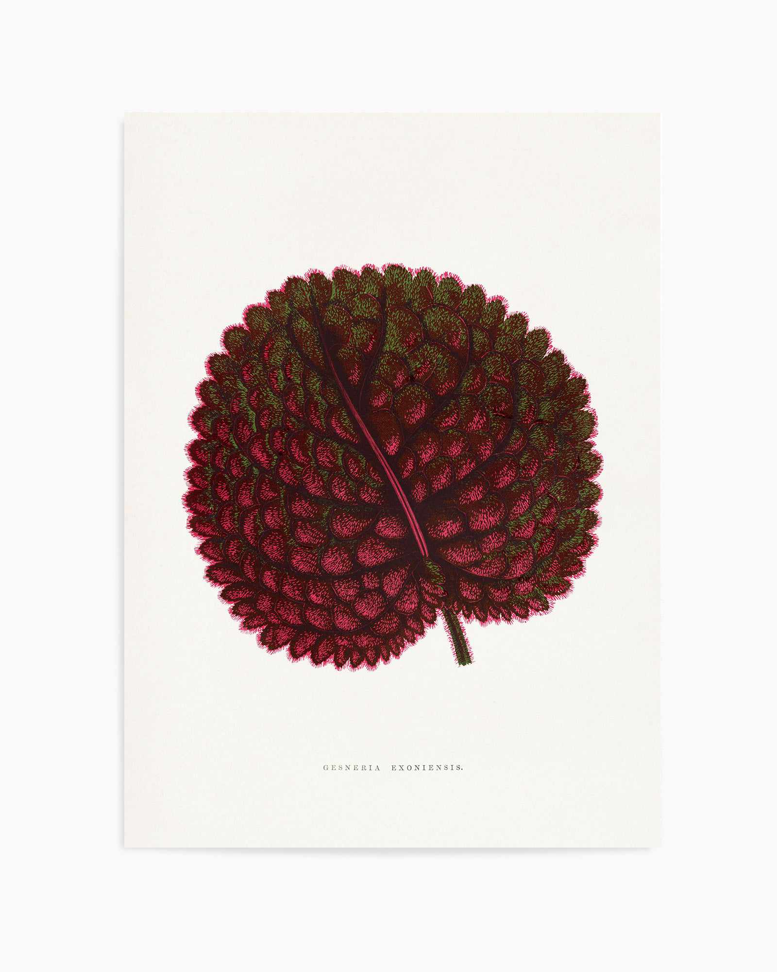 Pink Gesneria Exoniensis Leaf Illustration By Les Plantes a | Art Print from Olive et Oriel where you can shop wallpaper and artworks online
