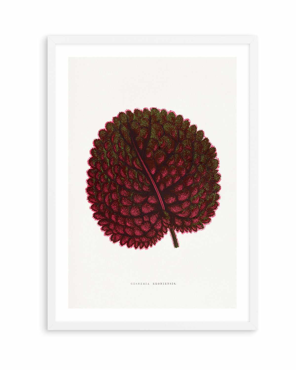 Pink Gesneria Exoniensis Leaf Illustration By Les Plantes a | Art Print from Olive et Oriel where you can shop wallpaper and artworks online