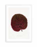 Pink Gesneria Exoniensis Leaf Illustration By Les Plantes a | Art Print