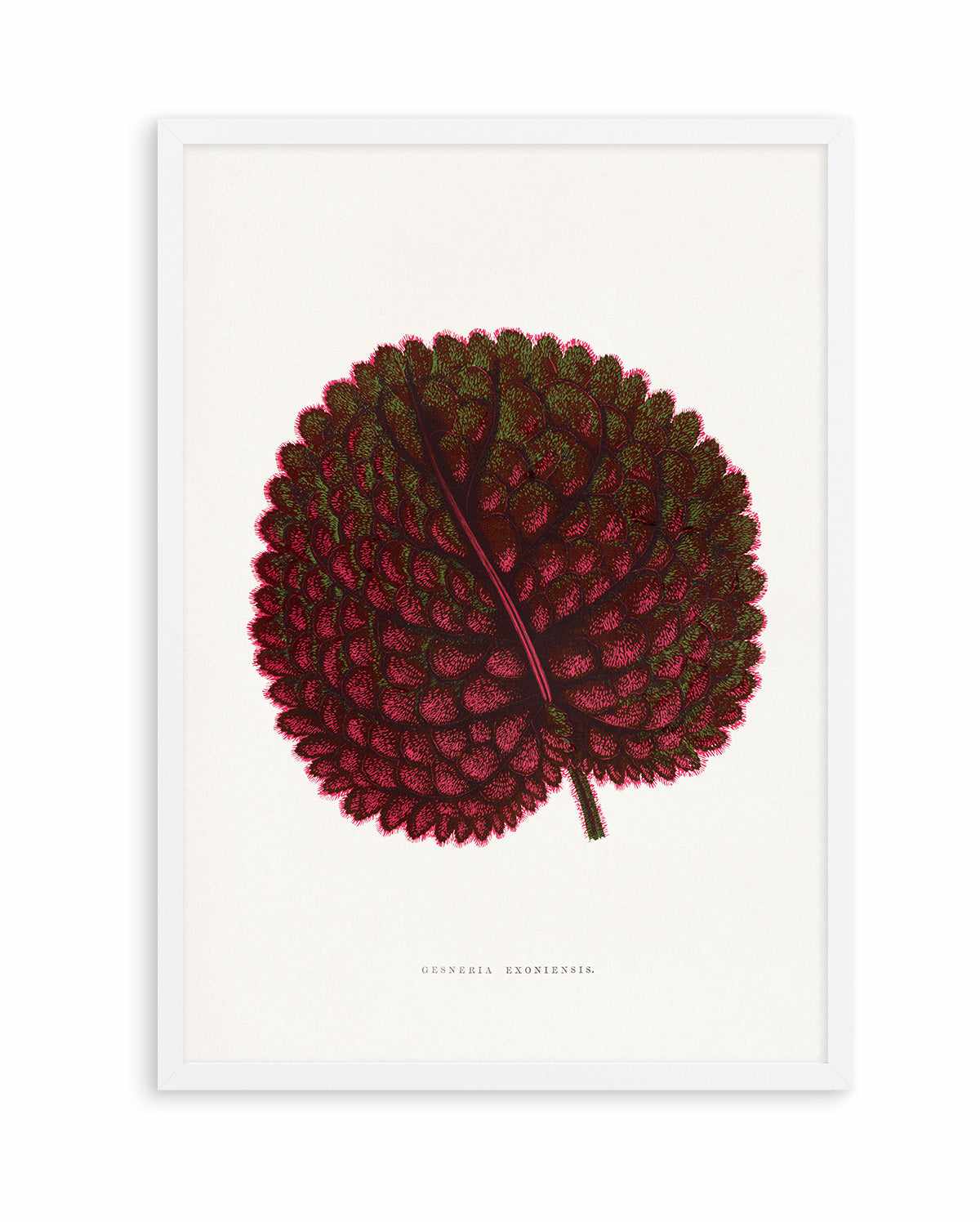 Pink Gesneria Exoniensis Leaf Illustration By Les Plantes a | Art Print from Olive et Oriel where you can shop wallpaper and artworks online