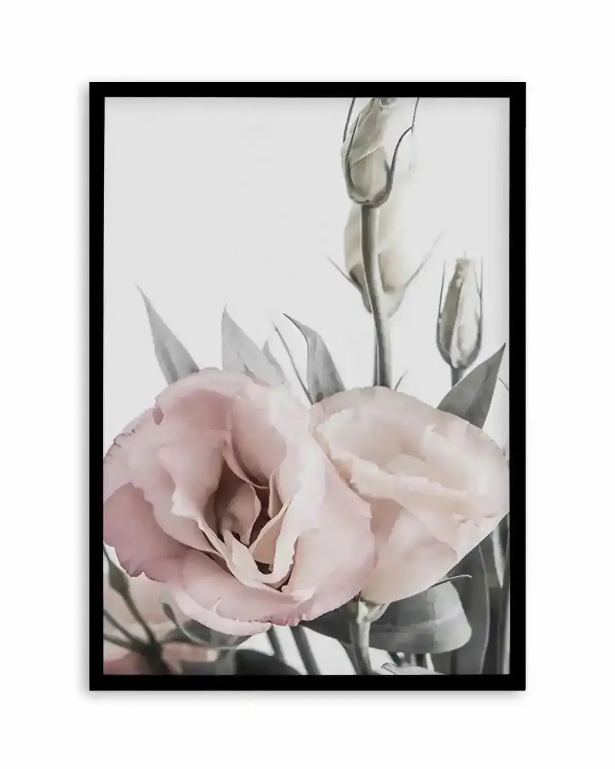 Premium lisianthus-no-i from Olive et Oriel