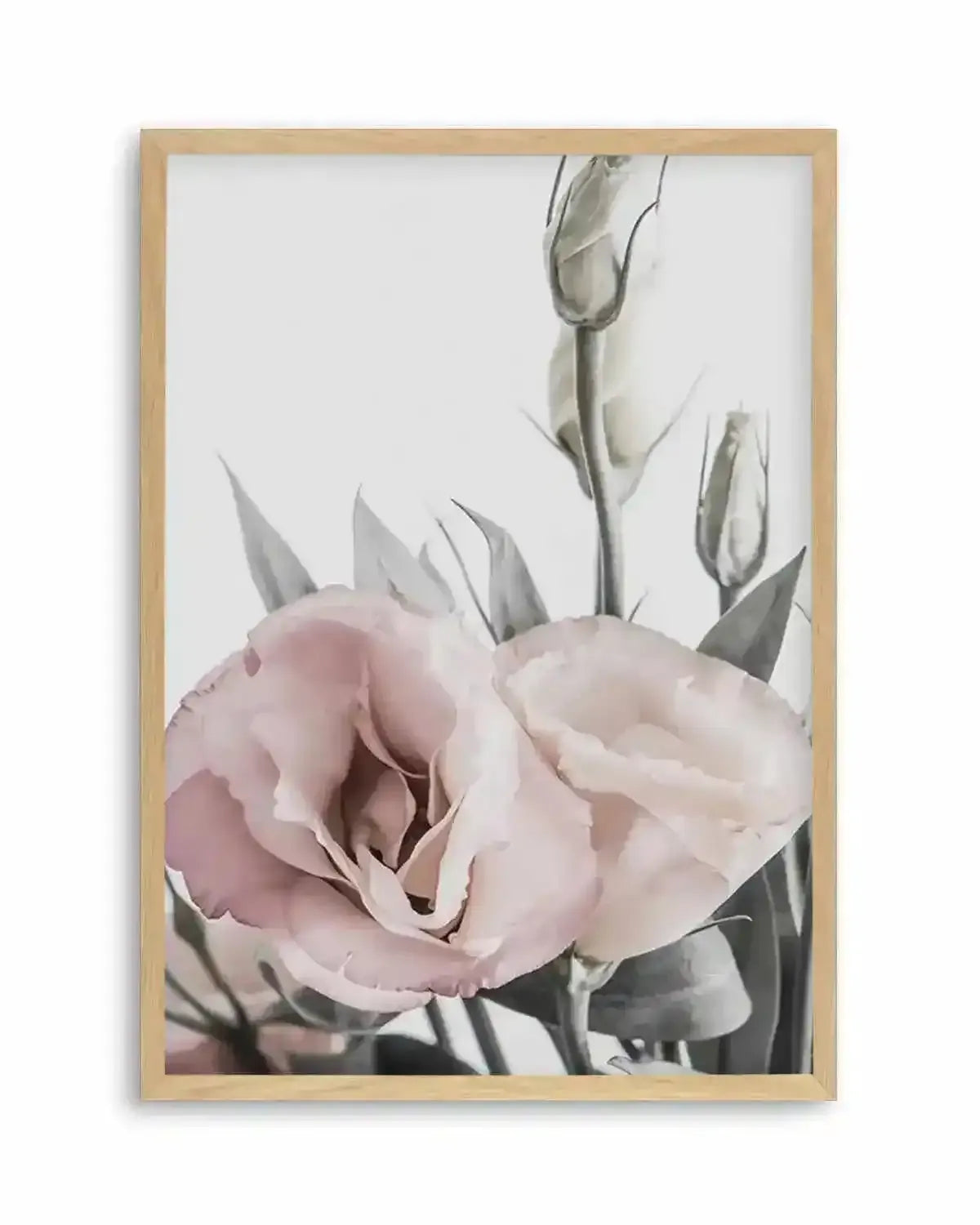 Premium lisianthus-no-i from Olive et Oriel