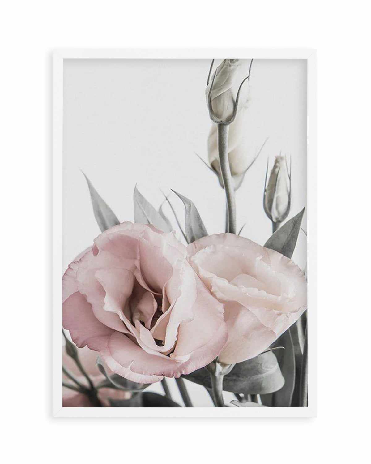 Pink Lisianthus I Art Print