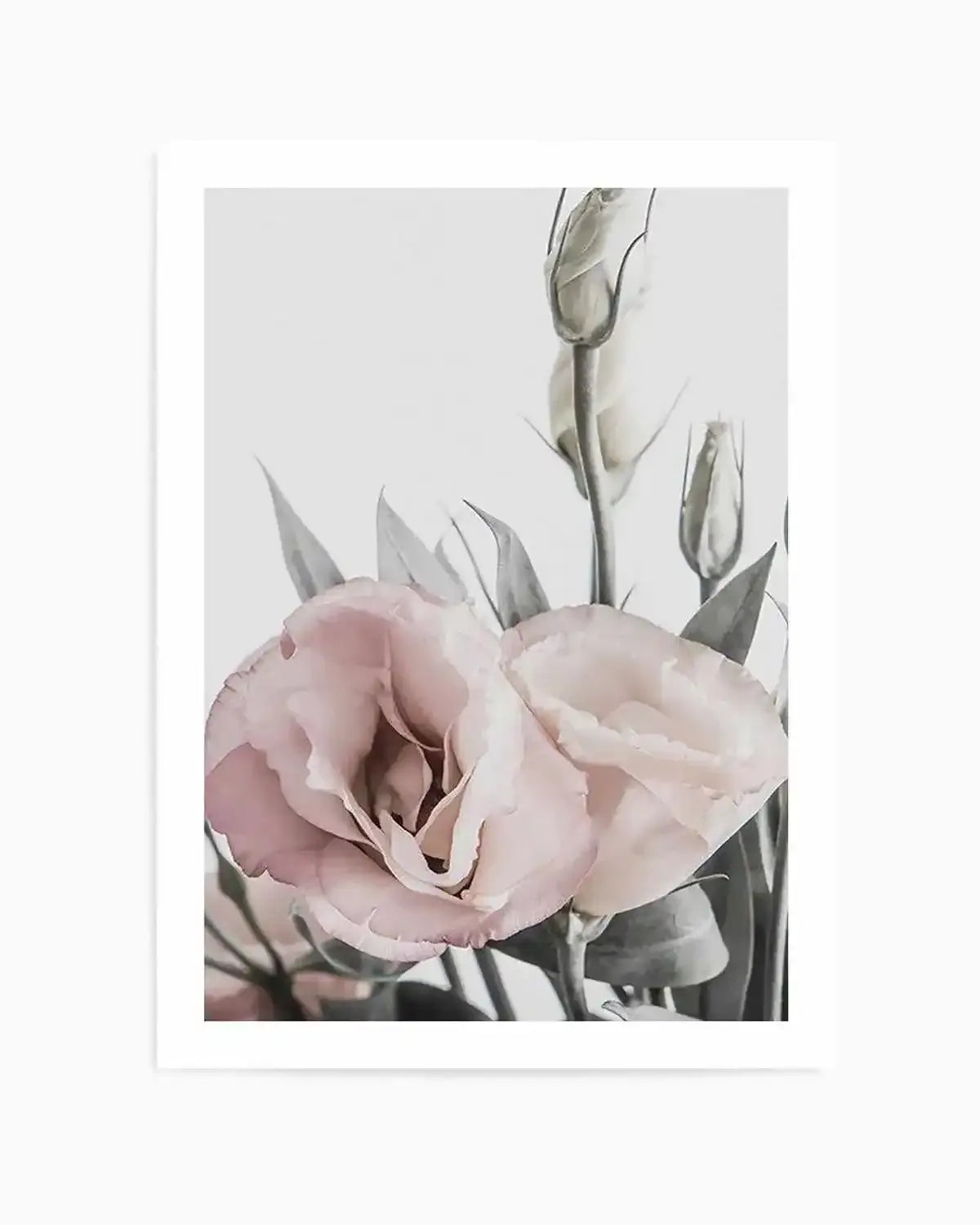 Pink Lisianthus I Art Print from Olive et Oriel where you can shop wallpaper and artworks online
