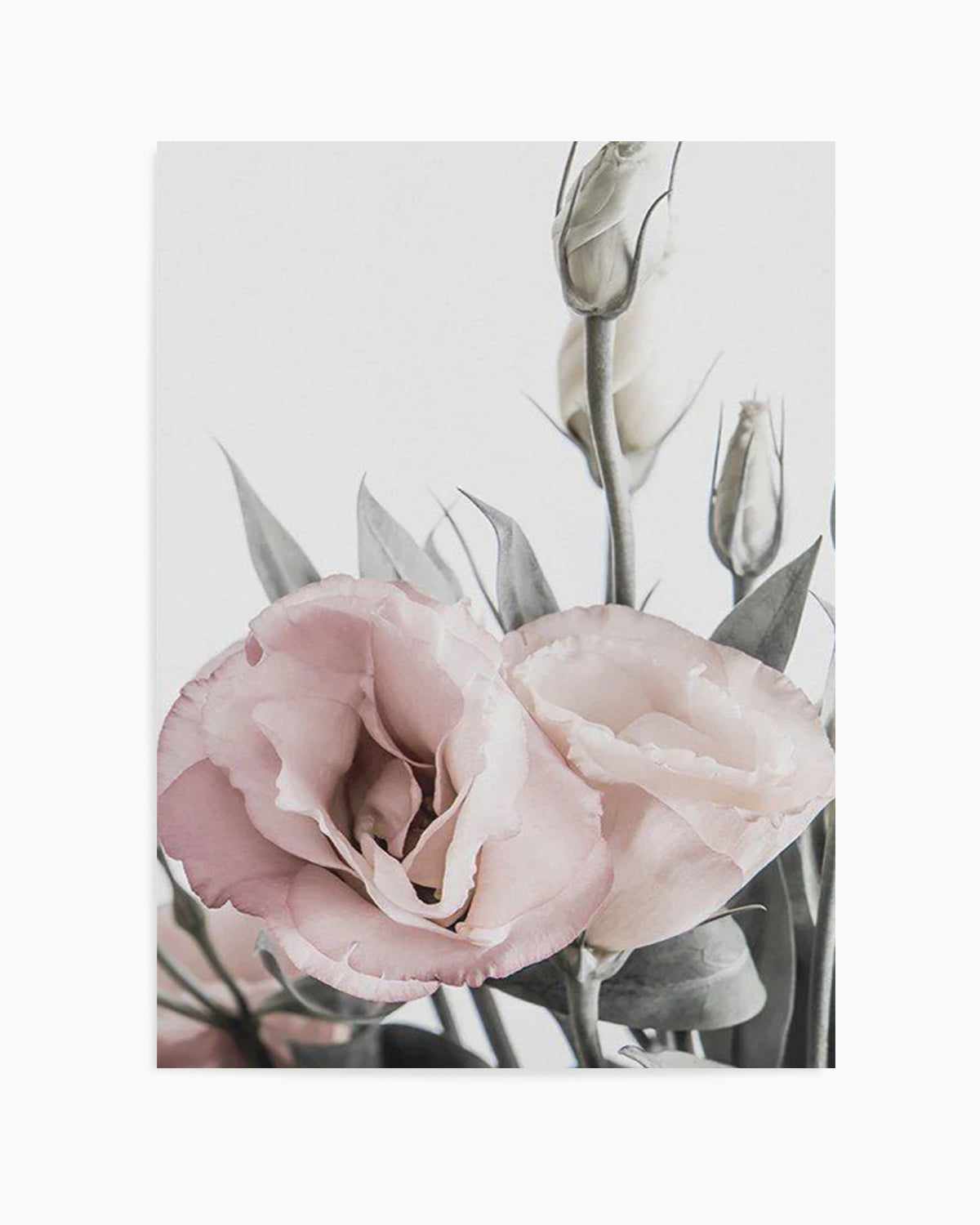 Pink Lisianthus I Art Print