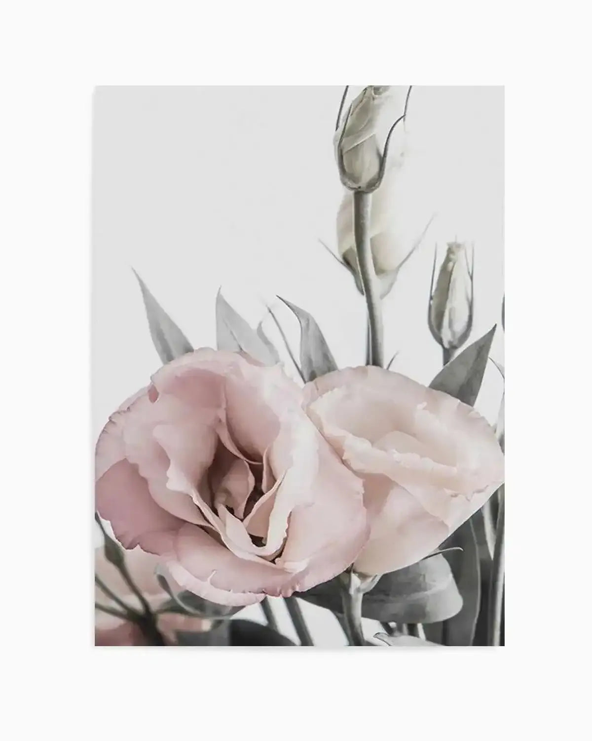 Pink Lisianthus I Art Print from Olive et Oriel where you can shop wallpaper and artworks online