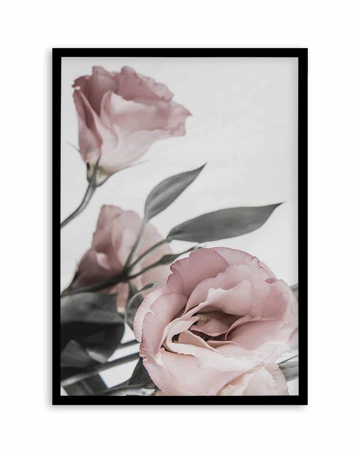 Pink Lisianthus II Art Print