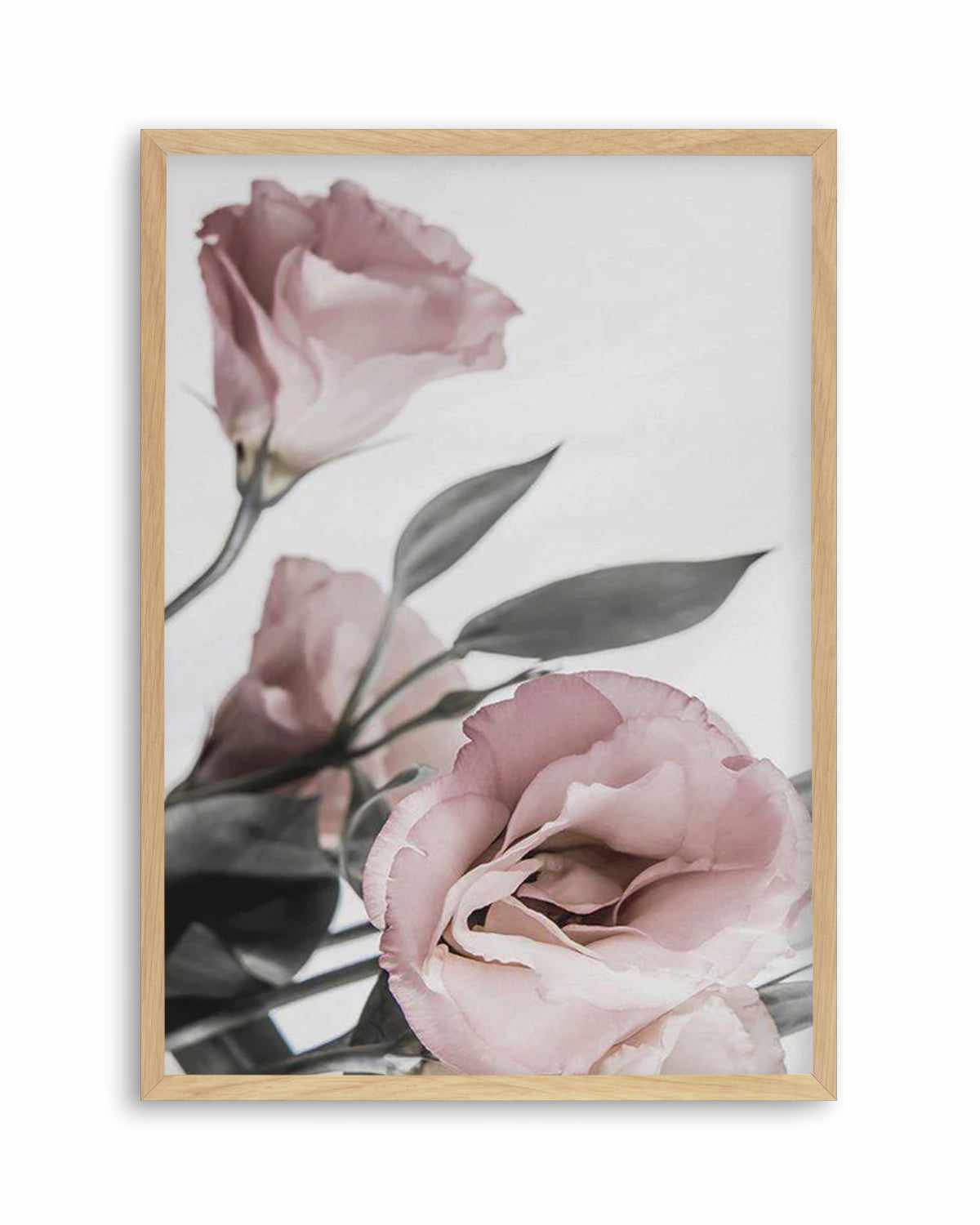 Pink Lisianthus II Art Print