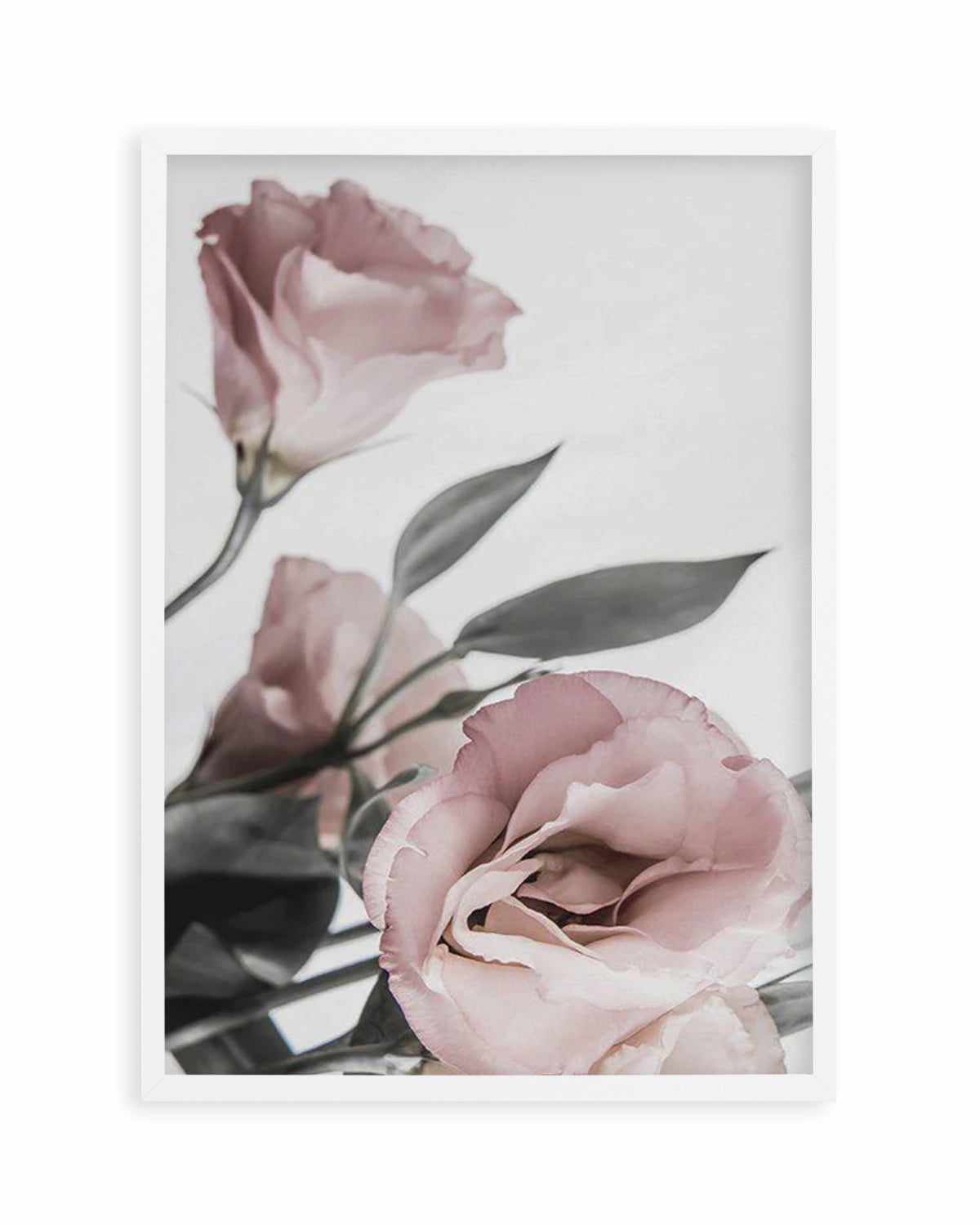 Pink Lisianthus II Art Print