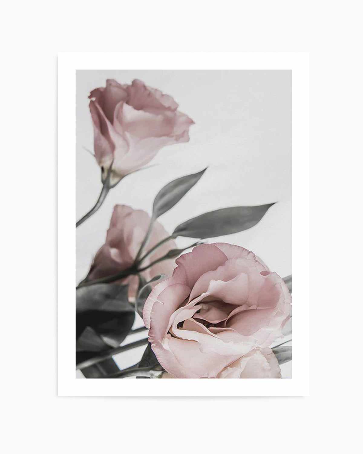 Pink Lisianthus II Art Print